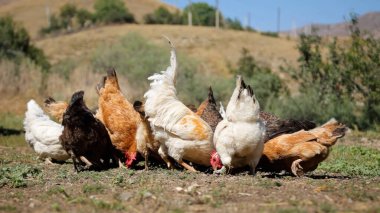 Tavuk çiftliği. Kırsal Kümes Hayvanları, Tavuklar ve Horozlar Tarım, Tarım, Veterinerlik ve Gıda Üretimi İçin Çiftlikte Yumurtalarla Yürüyor ve Besleniyor