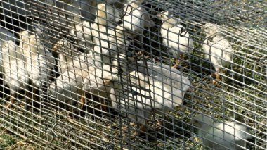 Tavuk çiftliği. Kırsal Kümes Hayvanları, Tavuklar ve Horozlar Tarım, Tarım, Veterinerlik ve Gıda Üretimi İçin Çiftlikte Yumurtalarla Yürüyor ve Besleniyor