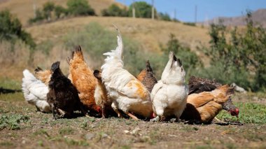 Tavuk çiftliği. Kırsal Kümes Hayvanları, Tavuklar ve Horozlar Tarım, Tarım, Veterinerlik ve Gıda Üretimi İçin Çiftlikte Yumurtalarla Yürüyor ve Besleniyor