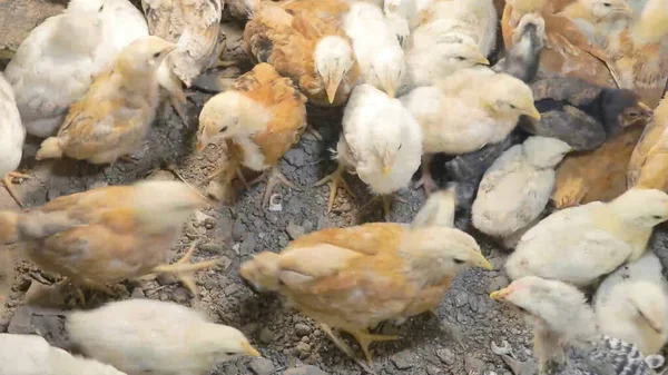 Tavuk çiftliği. Kırsal Kümes Hayvanları, Tavuklar ve Horozlar Tarım, Tarım, Veterinerlik ve Gıda Üretimi İçin Çiftlikte Yumurtalarla Yürüyor ve Besleniyor