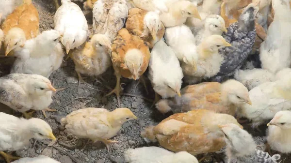 Tavuk çiftliği. Kırsal Kümes Hayvanları, Tavuklar ve Horozlar Tarım, Tarım, Veterinerlik ve Gıda Üretimi İçin Çiftlikte Yumurtalarla Yürüyor ve Besleniyor