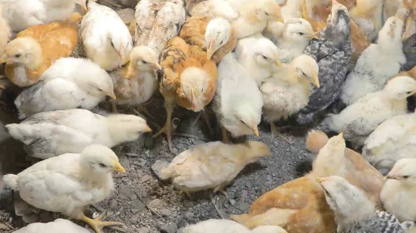 Tavuk çiftliği. Kırsal Kümes Hayvanları, Tavuklar ve Horozlar Tarım, Tarım, Veterinerlik ve Gıda Üretimi İçin Çiftlikte Yumurtalarla Yürüyor ve Besleniyor