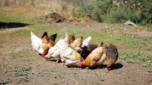 Tavuk çiftliği. Kırsal Kümes Hayvanları, Tavuklar ve Horozlar Tarım, Tarım, Veterinerlik ve Gıda Üretimi İçin Çiftlikte Yumurtalarla Yürüyor ve Besleniyor
