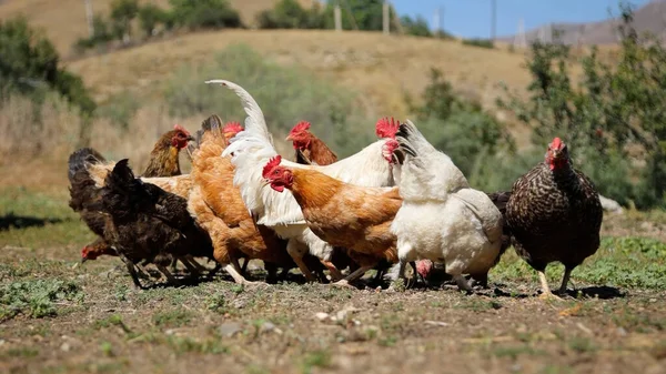 Tavuk çiftliği. Kırsal Kümes Hayvanları, Tavuklar ve Horozlar Tarım, Tarım, Veterinerlik ve Gıda Üretimi İçin Çiftlikte Yumurtalarla Yürüyor ve Besleniyor