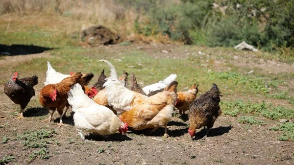 Tavuk çiftliği. Kırsal Kümes Hayvanları, Tavuklar ve Horozlar Tarım, Tarım, Veterinerlik ve Gıda Üretimi İçin Çiftlikte Yumurtalarla Yürüyor ve Besleniyor
