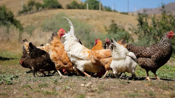 Tavuk çiftliği. Kırsal Kümes Hayvanları, Tavuklar ve Horozlar Tarım, Tarım, Veterinerlik ve Gıda Üretimi İçin Çiftlikte Yumurtalarla Yürüyor ve Besleniyor