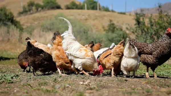 Tavuk çiftliği. Kırsal Kümes Hayvanları, Tavuklar ve Horozlar Tarım, Tarım, Veterinerlik ve Gıda Üretimi İçin Çiftlikte Yumurtalarla Yürüyor ve Besleniyor