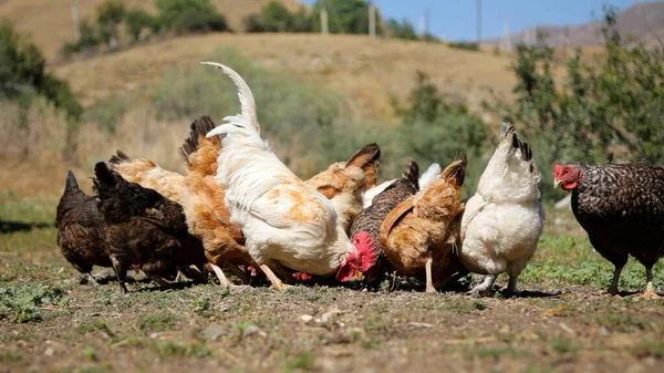 Tavuk çiftliği. Kırsal Kümes Hayvanları, Tavuklar ve Horozlar Tarım, Tarım, Veterinerlik ve Gıda Üretimi İçin Çiftlikte Yumurtalarla Yürüyor ve Besleniyor