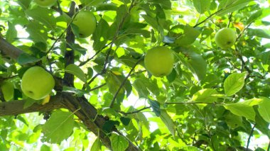 Meyve bahçesindeki elma çiftliği çalışma süreci, ağaçlardaki taze elmaları hasat eden ve idare eden işçiler ve çöp kutularında tarım gıda üretimi, organik meyve tarımı ve kırsal sanayi kavramı