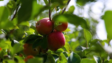 Meyve bahçesindeki elma çiftliği çalışma süreci, ağaçlardaki taze elmaları hasat eden ve idare eden işçiler ve çöp kutularında tarım gıda üretimi, organik meyve tarımı ve kırsal sanayi kavramı