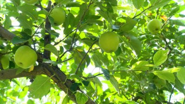 Meyve bahçesindeki elma çiftliği çalışma süreci, ağaçlardaki taze elmaları hasat eden ve idare eden işçiler ve çöp kutularında tarım gıda üretimi, organik meyve tarımı ve kırsal sanayi kavramı