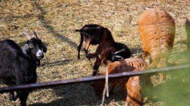 Keçi Çiftliği. Kırsal Çevrede Evcil Keçiler, Tarım, Yetiştirme, Veterinerlik ve Gıda Üretimi İçin Çiftlik ve Ahır, Çiftlik Hayvanları Sürüsü