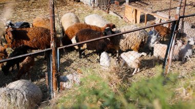 Keçi Çiftliği. Kırsal Çevrede Evcil Keçiler, Tarım, Yetiştirme, Veterinerlik ve Gıda Üretimi İçin Çiftlik ve Ahır, Çiftlik Hayvanları Sürüsü