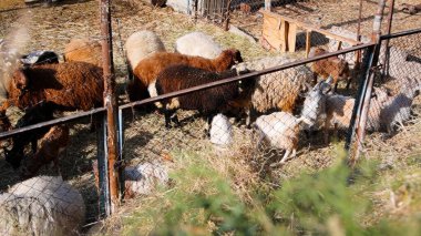 Keçi Çiftliği. Kırsal Çevrede Evcil Keçiler, Tarım, Yetiştirme, Veterinerlik ve Gıda Üretimi İçin Çiftlik ve Ahır, Çiftlik Hayvanları Sürüsü