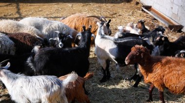 Keçi Çiftliği. Kırsal Çevrede Evcil Keçiler, Tarım, Yetiştirme, Veterinerlik ve Gıda Üretimi İçin Çiftlik ve Ahır, Çiftlik Hayvanları Sürüsü