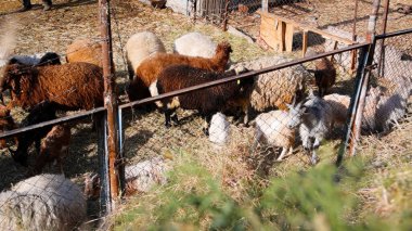 Keçi Çiftliği. Kırsal Çevrede Evcil Keçiler, Tarım, Yetiştirme, Veterinerlik ve Gıda Üretimi İçin Çiftlik ve Ahır, Çiftlik Hayvanları Sürüsü