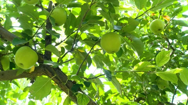 Meyve bahçesindeki elma çiftliği çalışma süreci, ağaçlardaki taze elmaları hasat eden ve idare eden işçiler ve çöp kutularında tarım gıda üretimi, organik meyve tarımı ve kırsal sanayi kavramı