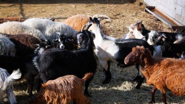 Keçi Çiftliği. Kırsal Çevrede Evcil Keçiler, Tarım, Yetiştirme, Veterinerlik ve Gıda Üretimi İçin Çiftlik ve Ahır, Çiftlik Hayvanları Sürüsü