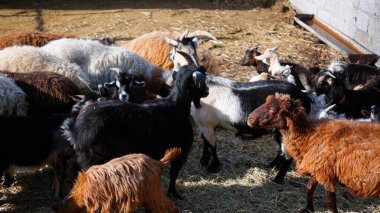 Keçi Çiftliği. Kırsal Çevrede Evcil Keçiler, Tarım, Yetiştirme, Veterinerlik ve Gıda Üretimi İçin Çiftlik ve Ahır, Çiftlik Hayvanları Sürüsü