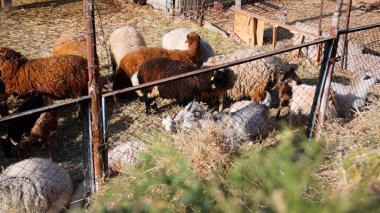 Keçi Çiftliği. Kırsal Çevrede Evcil Keçiler, Tarım, Yetiştirme, Veterinerlik ve Gıda Üretimi İçin Çiftlik ve Ahır, Çiftlik Hayvanları Sürüsü