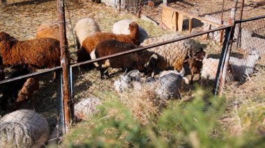 Keçi Çiftliği. Kırsal Çevrede Evcil Keçiler, Tarım, Yetiştirme, Veterinerlik ve Gıda Üretimi İçin Çiftlik ve Ahır, Çiftlik Hayvanları Sürüsü
