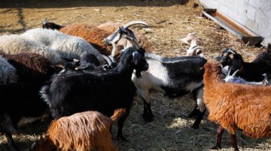 Keçi Çiftliği. Kırsal Çevrede Evcil Keçiler, Tarım, Yetiştirme, Veterinerlik ve Gıda Üretimi İçin Çiftlik ve Ahır, Çiftlik Hayvanları Sürüsü