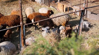 Keçi Çiftliği. Kırsal Çevrede Evcil Keçiler, Tarım, Yetiştirme, Veterinerlik ve Gıda Üretimi İçin Çiftlik ve Ahır, Çiftlik Hayvanları Sürüsü