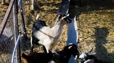 Keçi Çiftliği. Kırsal Çevrede Evcil Keçiler, Tarım, Yetiştirme, Veterinerlik ve Gıda Üretimi İçin Çiftlik ve Ahır, Çiftlik Hayvanları Sürüsü