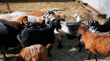 Keçi Çiftliği. Kırsal Çevrede Evcil Keçiler, Tarım, Yetiştirme, Veterinerlik ve Gıda Üretimi İçin Çiftlik ve Ahır, Çiftlik Hayvanları Sürüsü