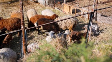 Keçi Çiftliği. Kırsal Çevrede Evcil Keçiler, Tarım, Yetiştirme, Veterinerlik ve Gıda Üretimi İçin Çiftlik ve Ahır, Çiftlik Hayvanları Sürüsü
