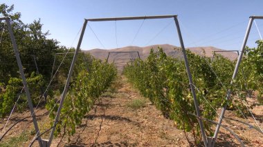 Üzüm bağlarında yetişen olgun üzümler, asmalardaki taze üzüm kümeleri kırsal tarım, tarım ve şarap üretimi, organik meyve hasadı, tarım ve gıda üretim kavramı.