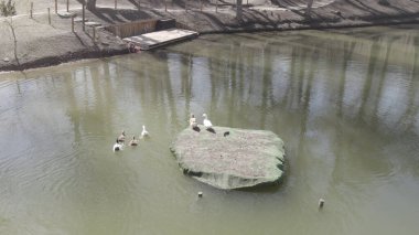 Orman Gölü 'ndeki ördekler, insansız hava gözünden, ağaçlar ve vahşi doğayla çevrili sakin sularda yüzen vahşi kuşlar, ekoloji, çevre, seyahat ve uzak doğa konsepti için doğal yaşam manzarası.