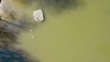 Orman Gölü 'ndeki ördekler, insansız hava gözünden, ağaçlar ve vahşi doğayla çevrili sakin sularda yüzen vahşi kuşlar, ekoloji, çevre, seyahat ve uzak doğa konsepti için doğal yaşam manzarası.