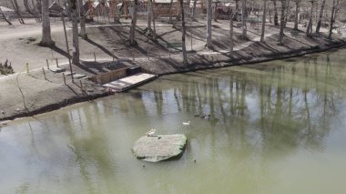 Orman Gölü 'ndeki ördekler, insansız hava gözünden, ağaçlar ve vahşi doğayla çevrili sakin sularda yüzen vahşi kuşlar, ekoloji, çevre, seyahat ve uzak doğa konsepti için doğal yaşam manzarası.