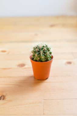 Kaktüs ahşap tablo