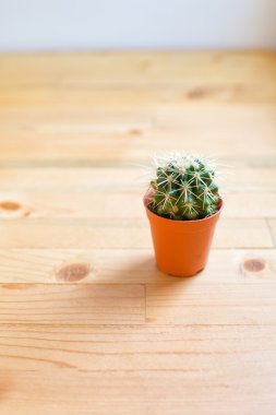 Kaktüs ahşap tablo