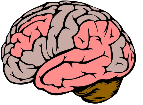 Mózg — Wektor stockowy