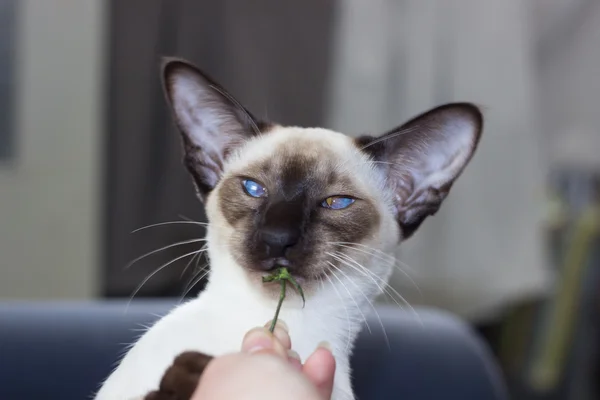 滑稽蓝眼睛的肖像密封点东方猫. — 图库照片