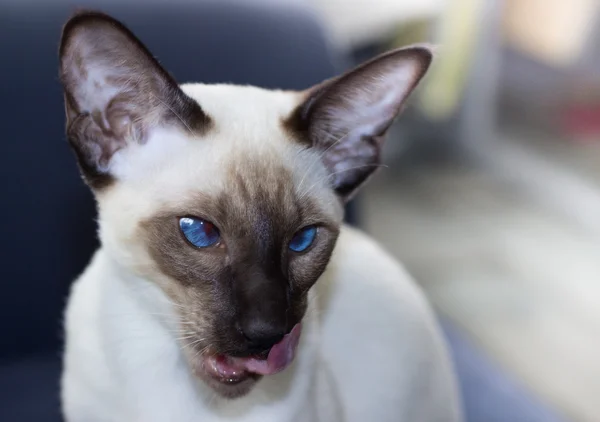 美丽的蓝眼睛密封点东方猫的肖像. — 图库照片