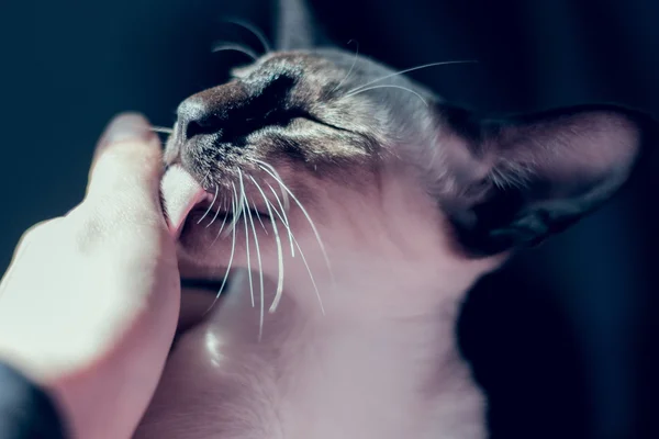 Porträt der schönen blauen Augen Robbenspitze orientalische Katze. lizenzfreie Stockfotos