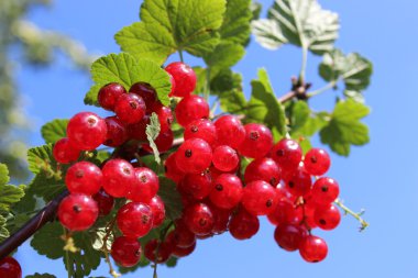 Redberries