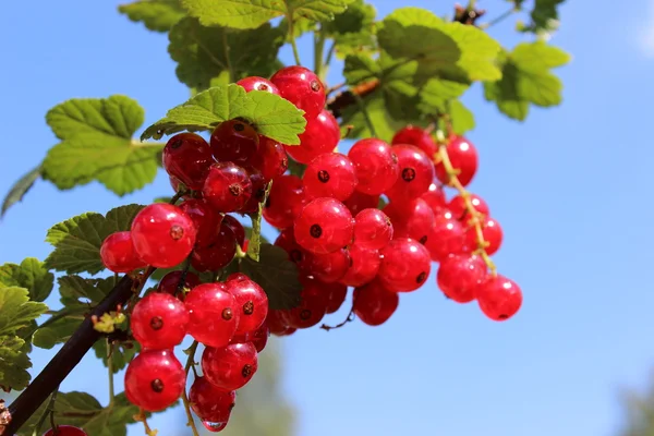 Redberries — 스톡 사진