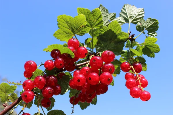 Redberries — 스톡 사진