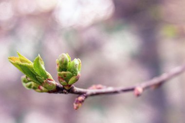 İlk Bahar park, sığ derinlik-in tarla bir dal yaprak
