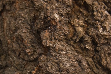 ahşap zengin doku makro yüzey