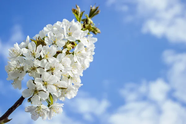 Frühling weiße Blüte des Kirschbaums gegen blauen Himmel Stockfoto