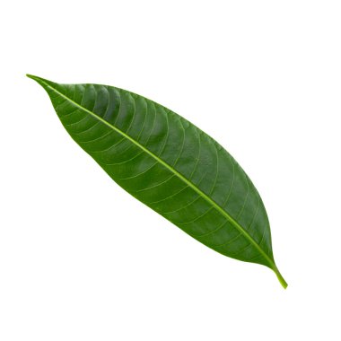 Tatlı Marian eriğinin yeşil yaprağı kırpma yolu ile beyaz arkaplanda izole edilmiş..