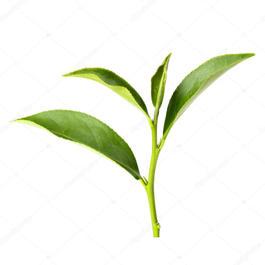 Green tea leaf isolated on a white background with clipping path.