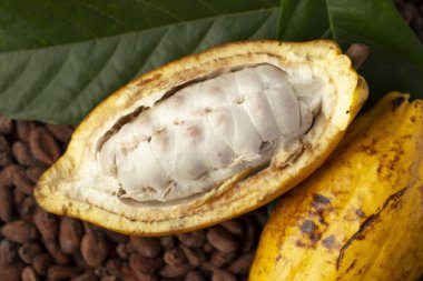 Olgun kakao kabuğu ve kakao çekirdekleri kakao çekirdeği üzerine kurulmuş..