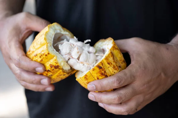 man holding a ripe cocoa fruit with beans inside and Bring seeds out of the sheath.